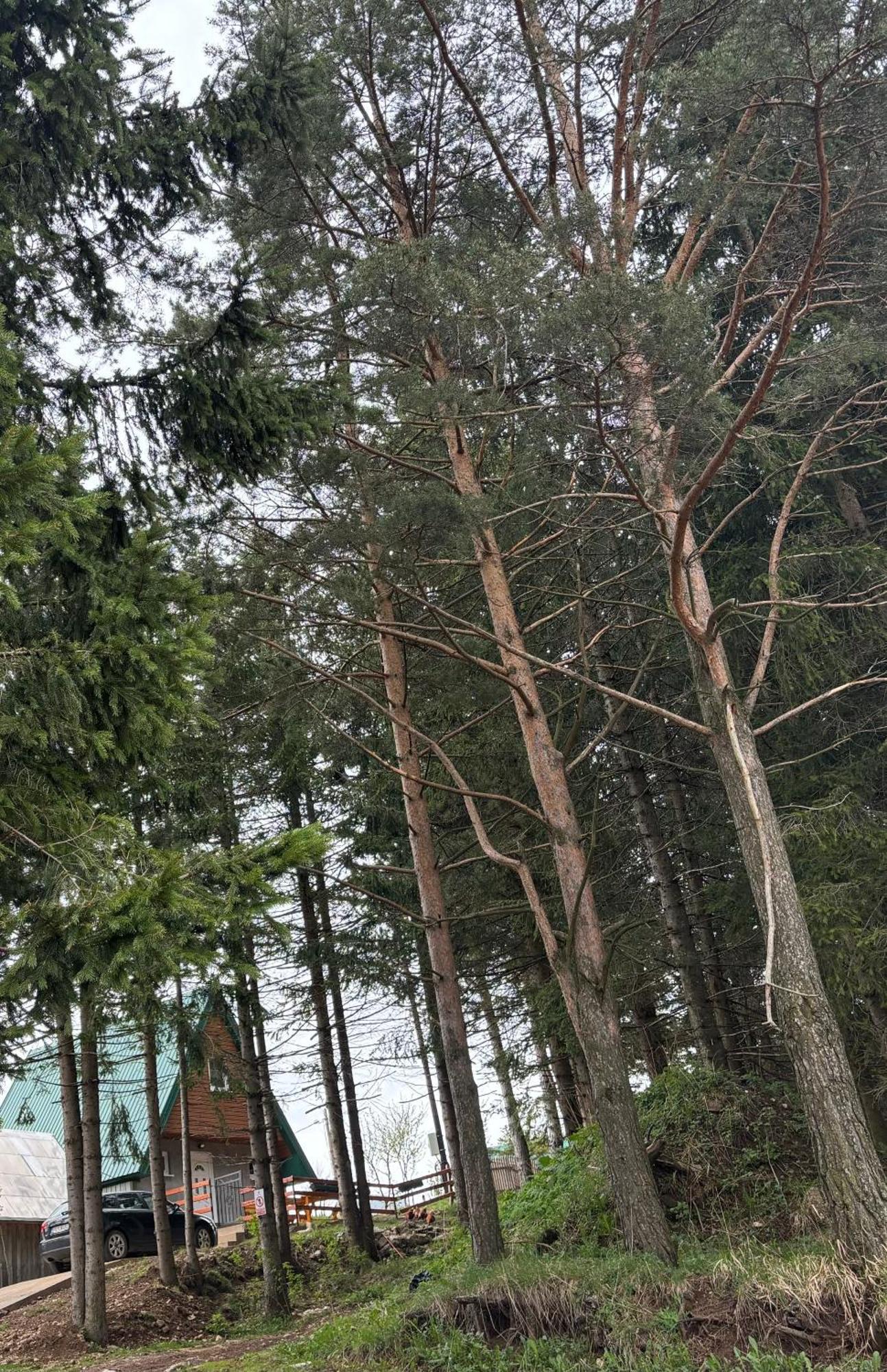 Holiday Home ,,Lazar" Žabljak Exteriér fotografie